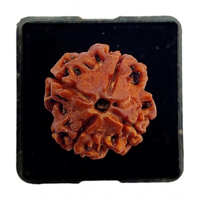M.K.EXPORT certified 4Mukhi Siddha Rudraksha Beads+red thread Char mukhi Rudraksha 4 faced rudraksham