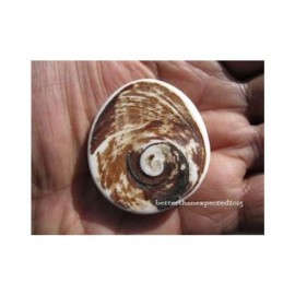 Mantra Siddha Gomati Chakra (35-45g, 2-inch, Brown) Mantra Siddha Gomati Chakra (35-45g, 2-inch, Brown)