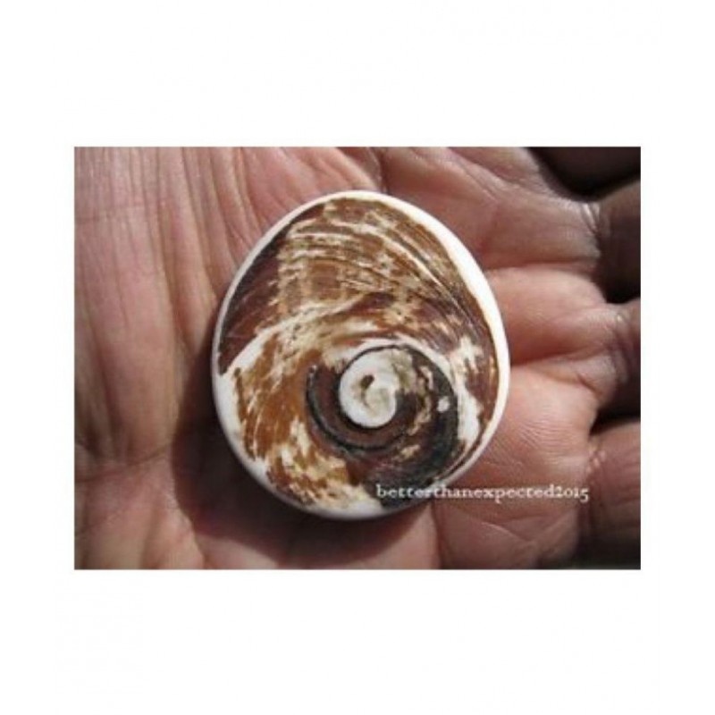 Mantra Siddha Gomati Chakra (35-45g, 2-inch, Brown)