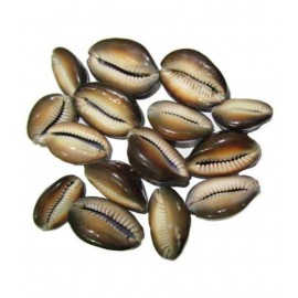 Moksha Coral Powder Gomti Chakra