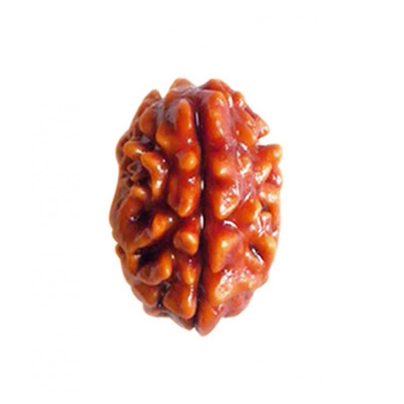 Mystic Rudraksh The 2 Mukhi Rudraksha