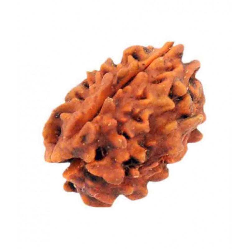 Mystic Rudraksh The 3 Mukhi Rudraksha