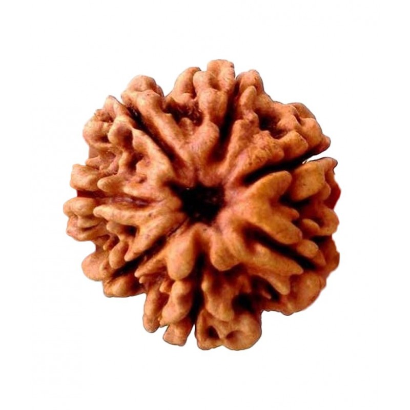 Mystic Rudraksh The 7 Mukhi Rudraksha