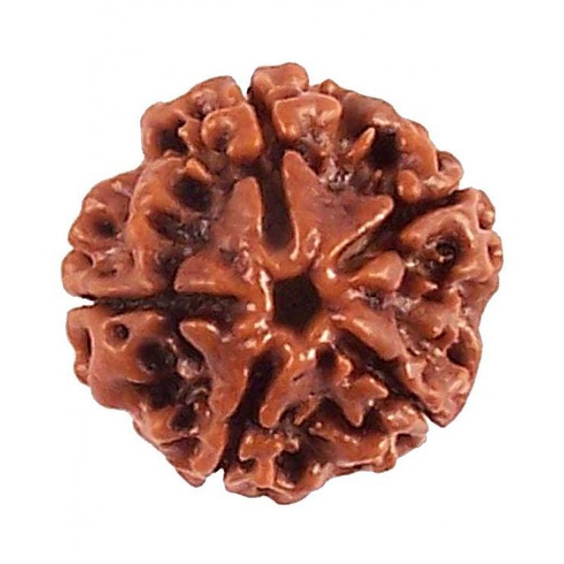 Narayan Religious Shopee 5 Mukhi Rudraksh