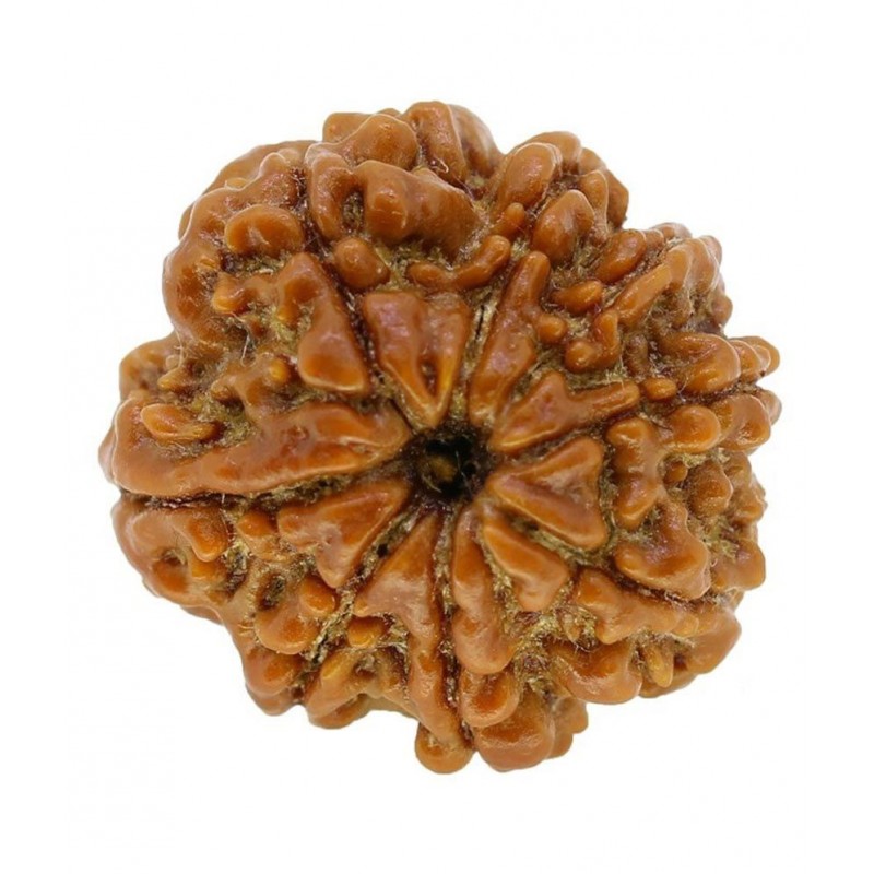 Narayan Religious Shopee 8 Mukhi Rudraksh