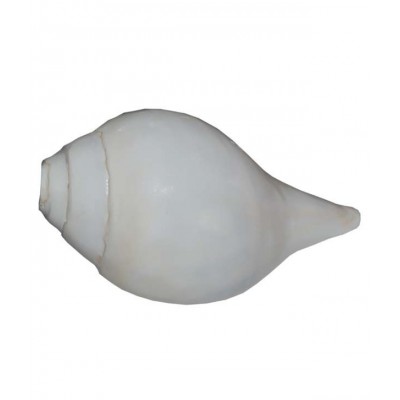 Narayan Religious Shopee Matte Wood Bajnewala Shankh Narayan Religious Shopee Matte Wood Bajnewala Shankh