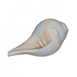 Narayan Religious Shopee Matte Wood Bajnewala Shankh Narayan Religious Shopee Matte Wood Bajnewala Shankh