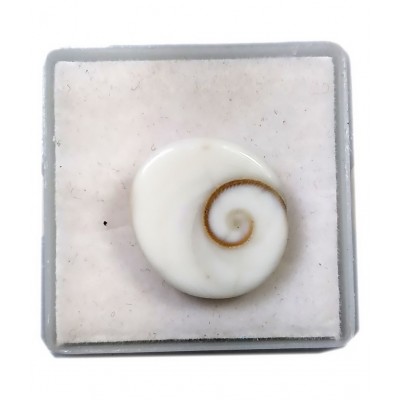 Natural Gomati Chakra Stone 5.25-6.25 Carat ( 1 Pic ) Gomati Chakra for Men and Women Natural Gomati Chakra Stone 5.25-6.25 Carat ( 1 Pic ) Gomati Chakra for Men and Women