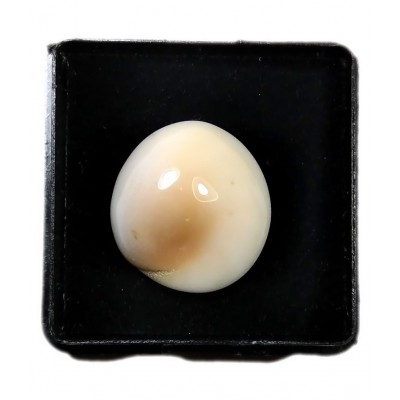 Natural Gomati Chakra Stone 5.25-6.25 Carat ( 1 Pic ) Gomati Chakra for Men and Women Natural Gomati Chakra Stone 5.25-6.25 Carat ( 1 Pic ) Gomati Chakra for Men and Women
