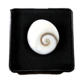 Natural Gomati Chakra Stone 5.25-6.25 Carat ( 1 Pic ) Gomati Chakra for Men and Women Natural Gomati Chakra Stone 5.25-6.25 Carat ( 1 Pic ) Gomati Chakra for Men and Women