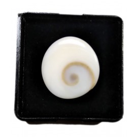 Natural Gomati Chakra Stone 6.25-7.25 ( Ratti Pack of 1 )Gomati Chakra for Men and Women Natural Gomati Chakra Stone 6.25-7.25 ( Ratti Pack of 1 )Gomati Chakra for Men and Women