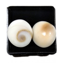 Natural Gomati Chakra Stone 6.25-7.25 Ratti ( Pack of 2 ) Gomati Chakra for Men and Women Natural Gomati Chakra Stone 6.25-7.25 Ratti ( Pack of 2 ) Gomati Chakra for Men and Women