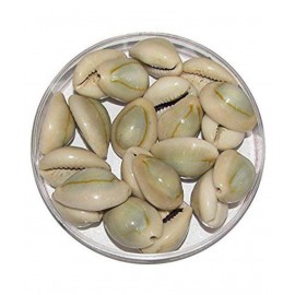 Natural Lakshmi Yellow 108 Pieces - Peeli Kodi - Kauri - Kowri - Cowry - Kaudi - Cowrie - Gavvalu - Loose Packed Natural Lakshmi Yellow 108 Pieces - Peeli Kodi - Kauri - Kowri - Cowry - Kaudi - Cowrie - Gavvalu - Loose Packed