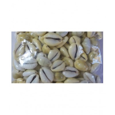 Natural Yellow Cowry GAVVALU KODI KAURI Cowrie 108 Pieces Natural Yellow Cowry GAVVALU KODI KAURI Cowrie 108 Pieces