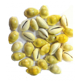 Natural Yellow Cowry GAVVALU KODI KAURI Cowrie 108 Pieces Natural Yellow Cowry GAVVALU KODI KAURI Cowrie 108 Pieces