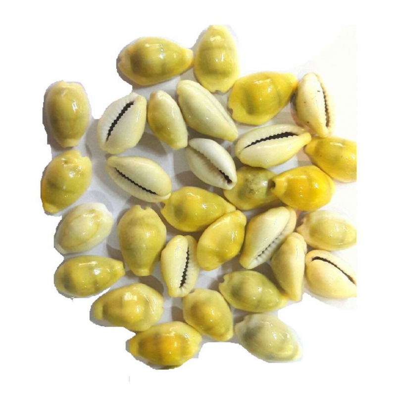Natural Yellow Cowry GAVVALU KODI KAURI Cowrie 108 Pieces Natural Yellow Cowry GAVVALU KODI KAURI Cowrie 108 Pieces