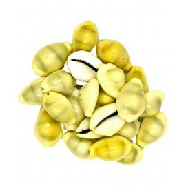 Natural Yellow Laxmi Cowry - Natural Shwet Kawry - Kodi Shells - 11 Pieces Set Natural Yellow Laxmi Cowry - Natural Shwet Kawry - Kodi Shells - 11 Pieces Set
