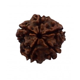 Nb Panchmukhi Rudraksh Nb Panchmukhi Rudraksh
