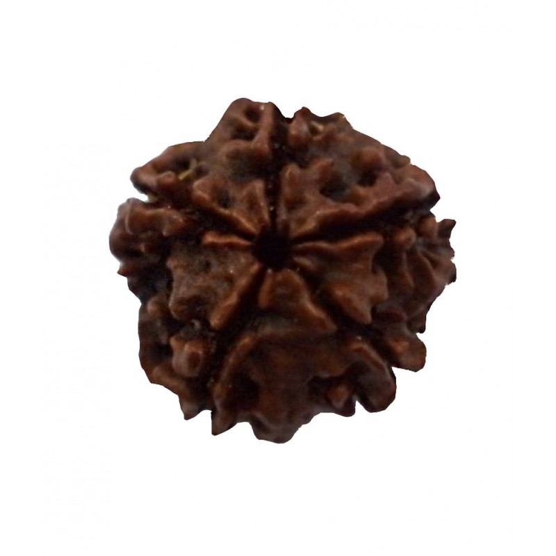 Nb Panchmukhi Rudraksh
