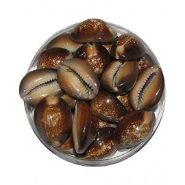 Padmavathi Enterprises Black Cowry - Nalla Gavvalu - Lakshmi Gavvalu - Pack of 11