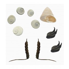 Padmavathi Enterprises Natural Bat Head Roots Evil Pod - 2 Pcs , Bala MUDI , YedamaMudi , Moti Shank , Gomati Chakra - 5 Pcs