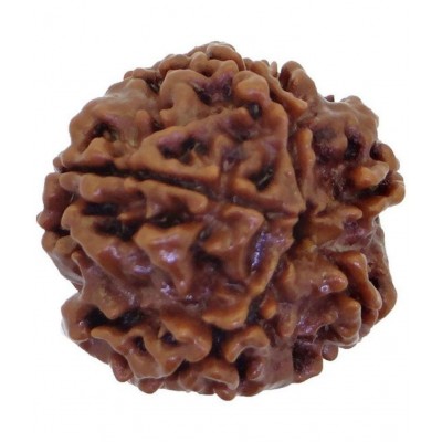 Pantone 100% Original 5 Face Nepali Rudraksha With Lab Certificate - Pack of 1