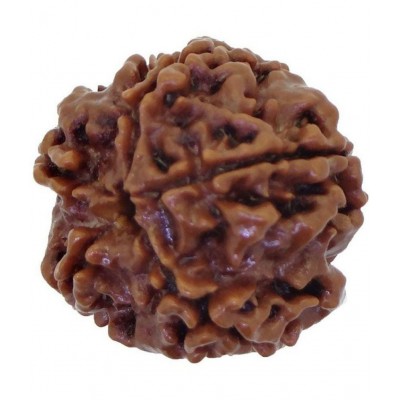 Pantone 100% Original 5 Face Nepali Rudraksha With Lab Certificate - Pack of 1