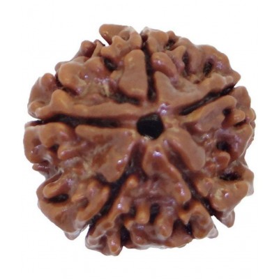 Pantone 100% Original 5 Face Nepali Rudraksha With Lab Certificate - Pack of 1