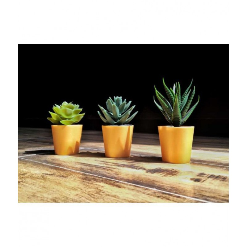 Paperi Succulent Plants Green Greens With Pot Plastic - Pack of 1