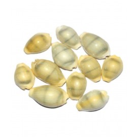Peeli Kodi - Kauri - Kowdi - Kaudi  (Yellow ) - 21 Pieces Diwali Pujan