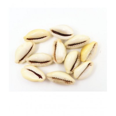 Peeli Kodi - Kauri - Kowdi - Kaudi (Yellow ) 11pcs