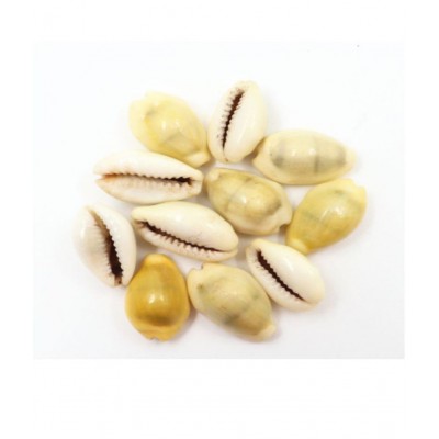 Peeli Kodi - Kauri - Kowdi - Kaudi (Yellow ) 11pcs