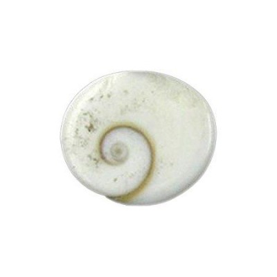 RGL Coral Powder Gomti Chakra - Pack of 11