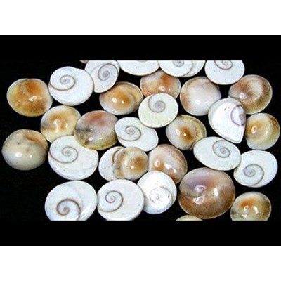 RGL Coral Powder Gomti Chakra - Pack of 11