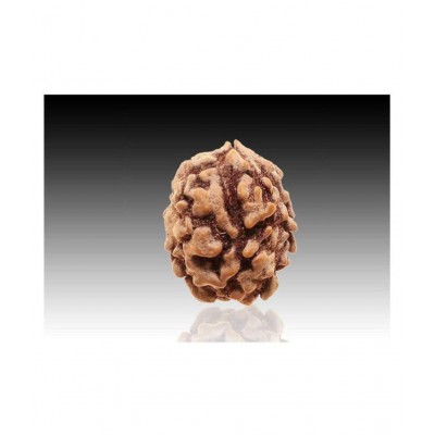 RUDRA DIVINE 2 faced Rudraksha 100% original Lab certified 2 face mukhi himalya beads / Divine Almighty Genuine Rudraksha by RUDRA DIVINE / guaranty of Originality