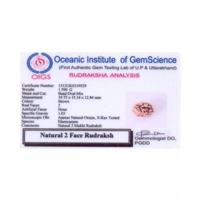 RUDRA DIVINE 2 faced Rudraksha 100% original Lab certified 2 face mukhi himalya beads / Divine Almighty Genuine Rudraksha by RUDRA DIVINE / guaranty of Originality