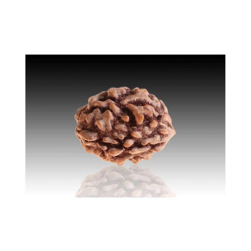 RUDRA DIVINE 2 faced Rudraksha 100% original Lab certified 2 face mukhi himalya beads / Divine Almighty Genuine Rudraksha by RUDRA DIVINE / guaranty of Originality