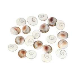RUDRA DIVINE Gomati chakra original (12 Piece) 100% Natural & Real Gomti Chakra from Gomti River