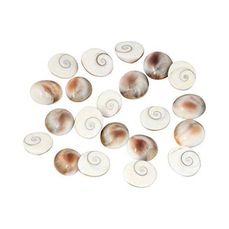RUDRA DIVINE Gomati chakra original (12 Piece) 100% Natural & Real Gomti Chakra from Gomti River