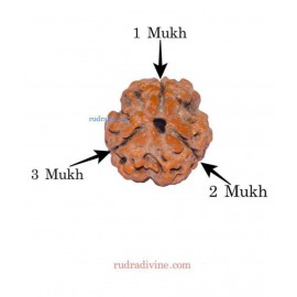 RUDRA DIVINE Rudraksha Pack of 1
