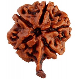 RUDRA DIVINE Rudraksha Pack of 1