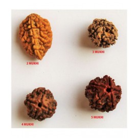 RUDRAKSHA BEADS (2 TO 5 MUKHI ) 100% ORIGINAL RUDRAKSH PACK OF 4