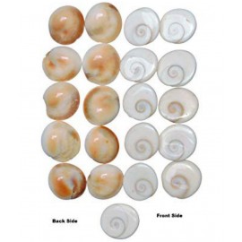 RUDRA'S NATURAL GOMTI CHAKRA - 21 PIECES