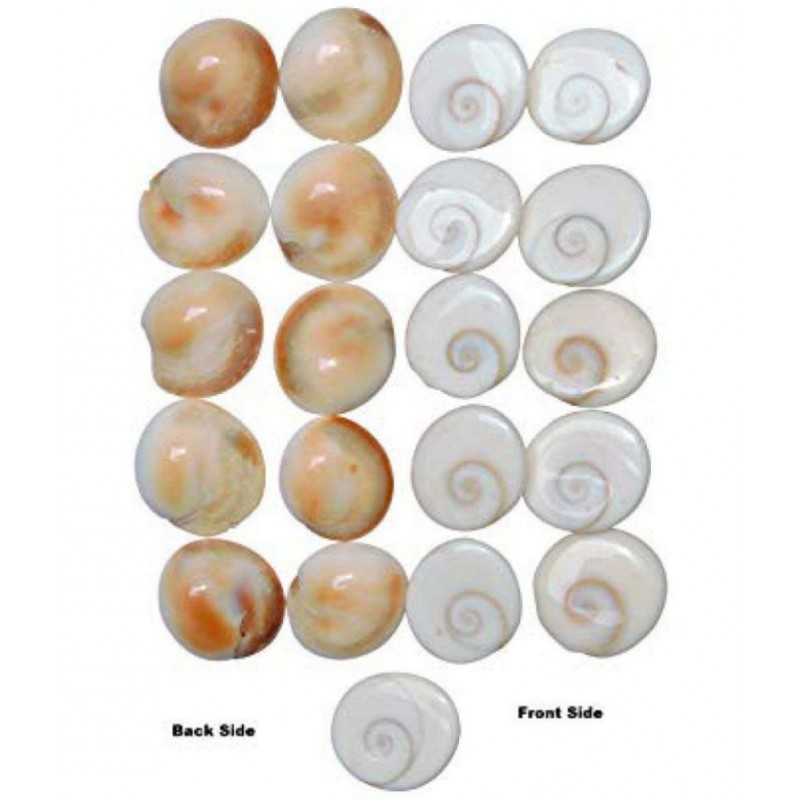 RUDRA'S NATURAL GOMTI CHAKRA - 21 PIECES
