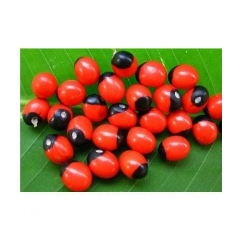 Rakth Gunja - Lal Gunja - Red Gunj - Chirmi Seeds - 151 Pieces