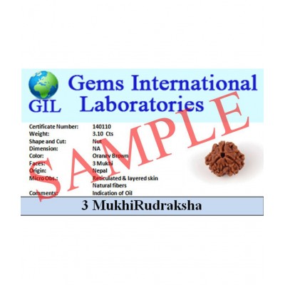 Rashi Fashion - 5 Mukhi Rudraksha Mala ( Pack of 1 )