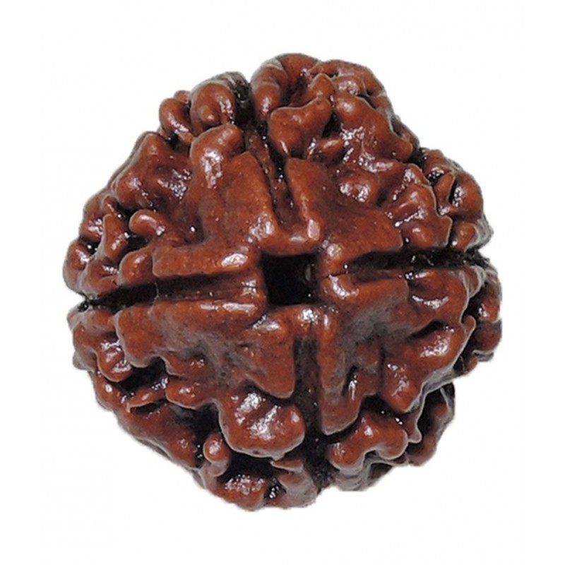 Rashi Ratan Bhagya Natural Rudraksha 4 Mukhi - Nepal