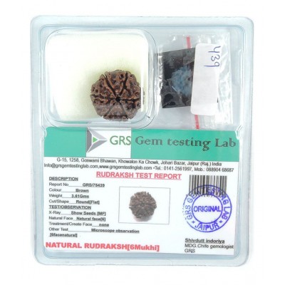 Rashi Ratan Bhagya Natural Rudraksha 6 Mukhi - Nepal