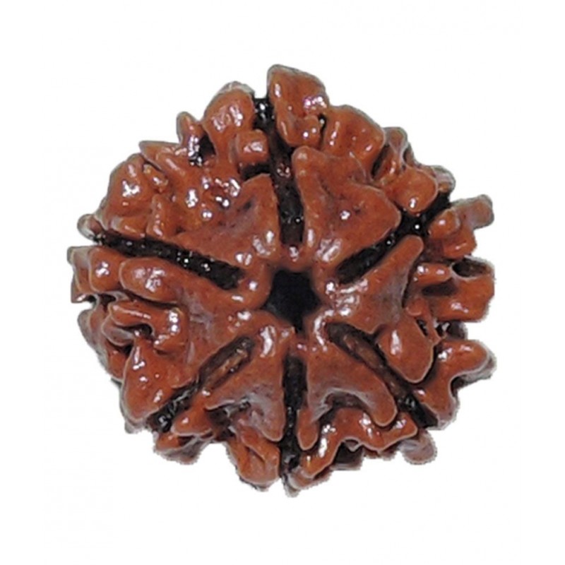 Rashi Ratan Bhagya Natural Rudraksha 6 Mukhi - Nepal