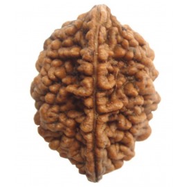 Religious Kart 2 Mukhi Rudhraksh
